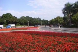 東莞市市區道路渠化島時花種植及綠化養護